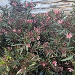 Nerie (Nerium oleander), stor og kraftig busk, laksefarvede blomster, cirka 150 cm h�j