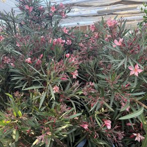 Nerie (Nerium oleander), stor og kraftig busk, laksefarvede blomster, cirka 150 cm h�j