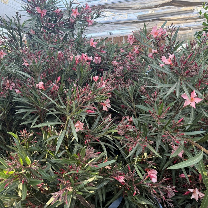 Nerie (Nerium oleander), stor og kraftig busk, laksefarvede blomster, cirka 150 cm h�j