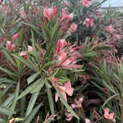 Nerie (Nerium oleander), stor og kraftig busk, laksefarvede blomster, cirka 150 cm h�j