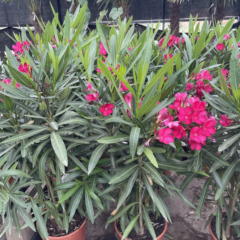 Nerie (Nerium oleander), cirka 100 cm, buskformet, r�d