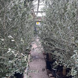 Oliventr� (Olea europaea), 180-200 cm, kraftig stamme, frodig bladkrone