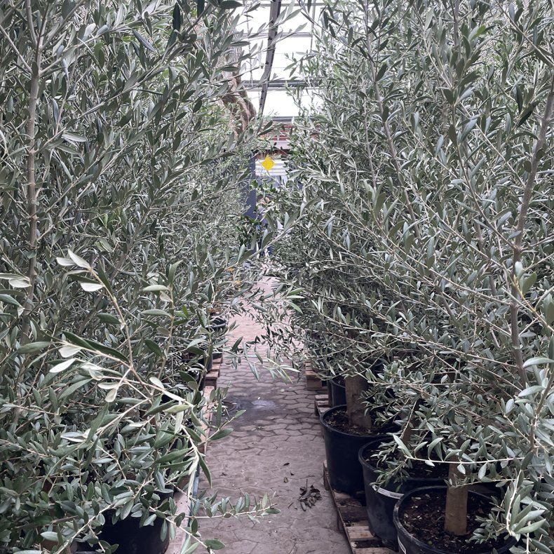 Oliventr� (Olea europaea), 180-200 cm, kraftig stamme, frodig bladkrone