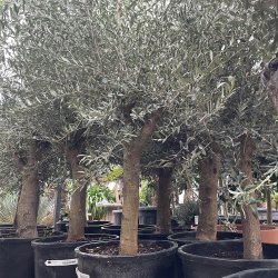Oliventr (Olea europaea), 200-230 cm, kraftigt, fyldig krone