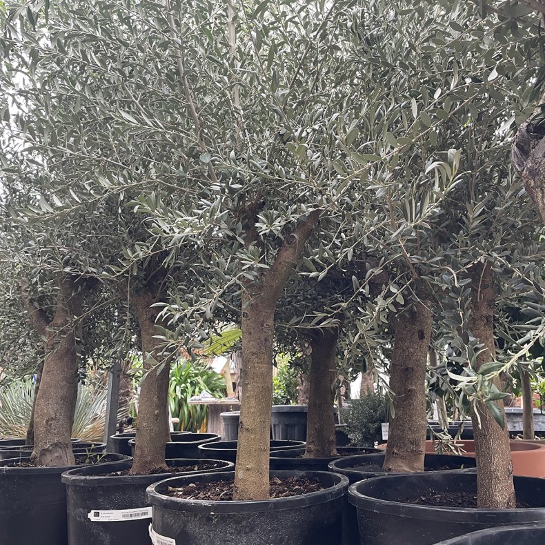 Oliventr (Olea europaea), 200-230 cm, kraftigt, fyldig krone