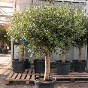 Oliventr� (Olea europaea), 190-210 cm, kraftigt, fyldig krone