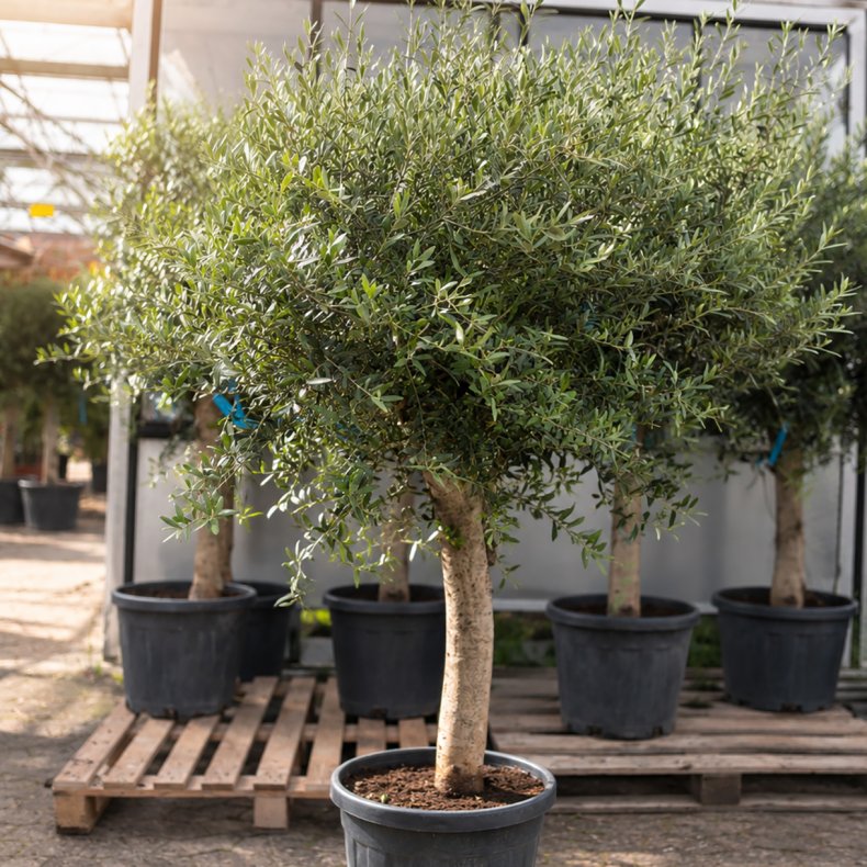 Oliventr� (Olea europaea), 190-210 cm, kraftigt, fyldig krone