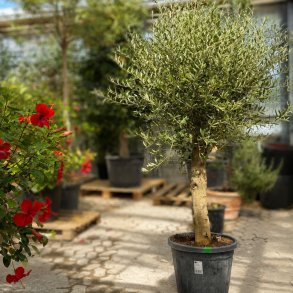 Oliventr� (Olea europaea), 190-210 cm, kraftigt, fyldig krone