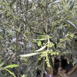 Oliventr� (Olea europaea), cirka 200 cm, kraftigt, fyldig krone, gratis levering