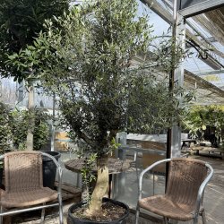 Oliventr� (Olea europaea), cirka 200 cm, kraftigt, fyldig krone, gratis levering