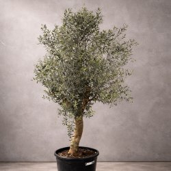Oliventr� (Olea europaea), cirka 200 cm, kraftigt, fyldig krone, gratis levering