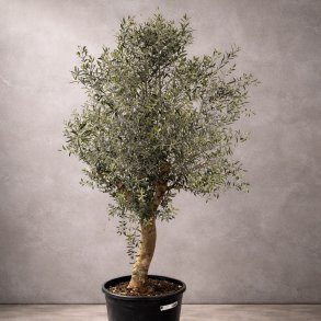 Oliventr� (Olea europaea), cirka 200 cm, kraftigt, fyldig krone, gratis levering