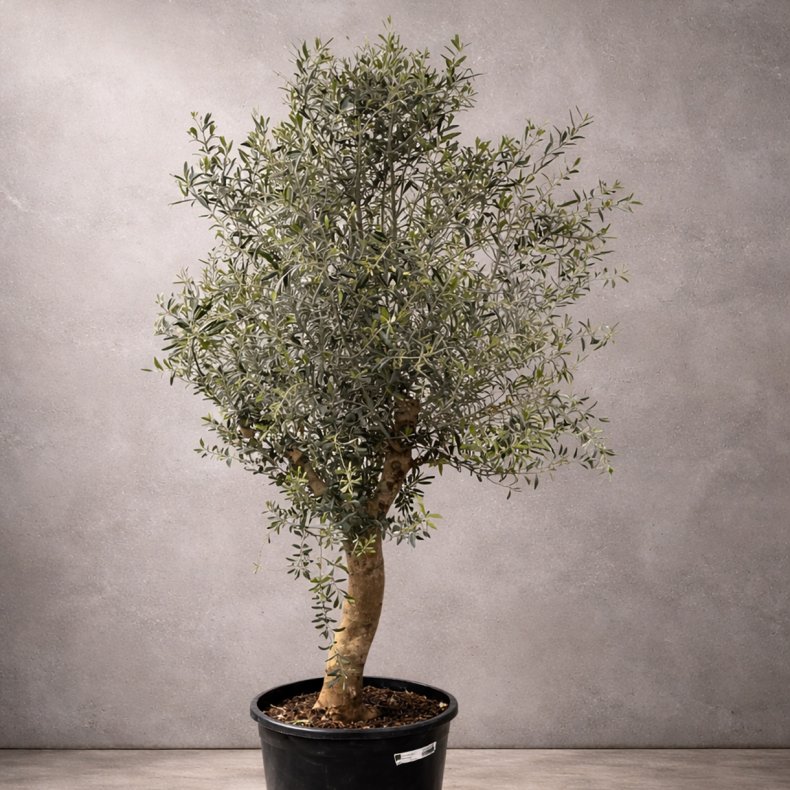 Oliventr� (Olea europaea), cirka 200 cm, kraftigt, fyldig krone, gratis levering