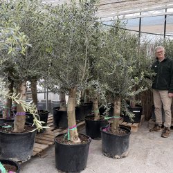 Oliventr� (Olea europaea), cirka 200 cm, kraftigt, fyldig krone, gratis levering