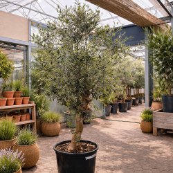 Oliventr� (Olea europaea), cirka 200 cm, kraftigt, fyldig krone, gratis levering