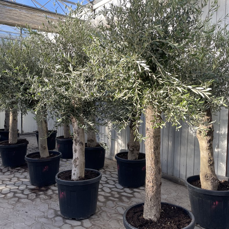 Oliventr (Olea europaea), 200-225 cm, opstammet, kraftig stamme
