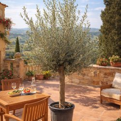 Oliventr� (Olea europaea), 200-230 cm, kraftigt, fyldig krone