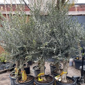 Oliventr� (Olea europaea), 200-230 cm, kraftigt, fyldig krone
