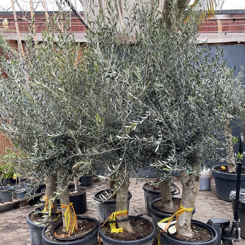 Oliventr� (Olea europaea), 200-230 cm, kraftigt, fyldig krone
