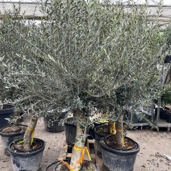 Oliventr� (Olea europaea), 200-230 cm, kraftigt, fyldig krone