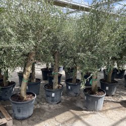 Oliventr� (Olea europaea), 190-210 cm, kraftigt, fyldig krone