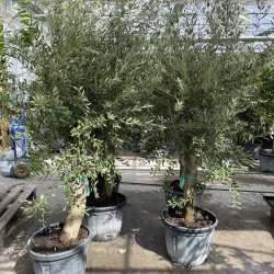 Oliventr� (Olea europaea), 190-210 cm, kraftigt, fyldig krone