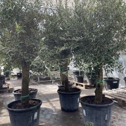 Oliventr� (Olea europaea), 190-210 cm, kraftigt, fyldig krone