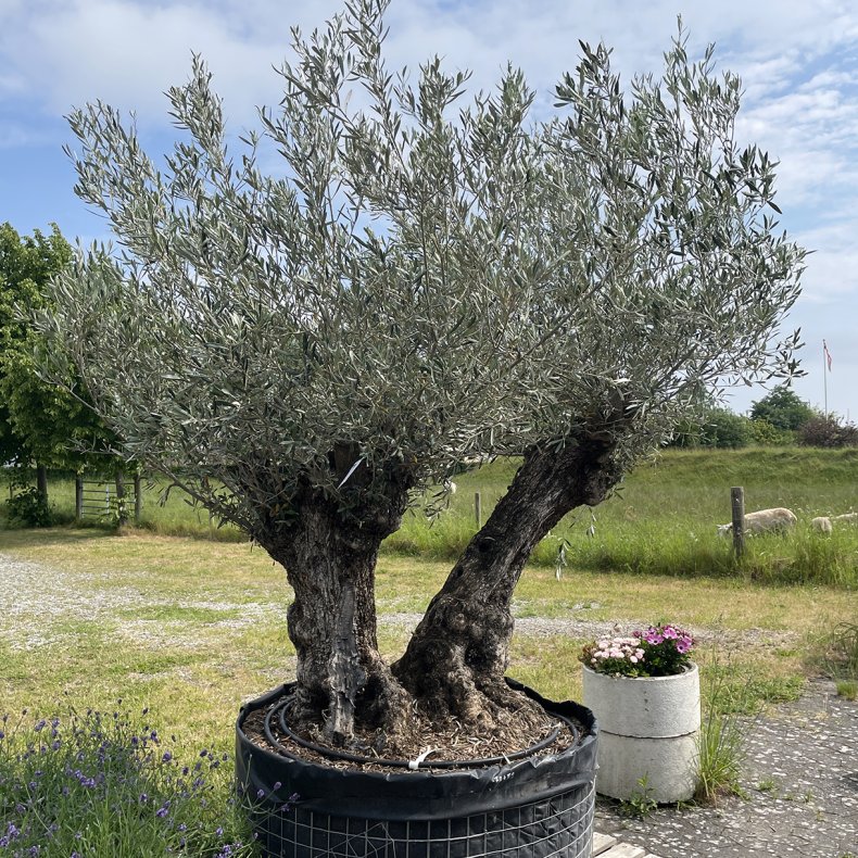 Oliventr (Olea europaea), 200 cm, gammelt, to tykke, knudrede stammer, meget bredt