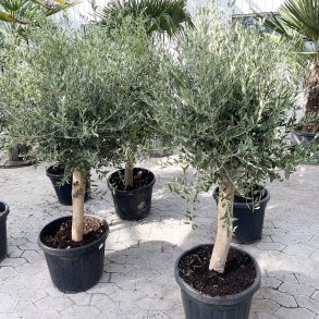 Oliventr (Olea europaea), cirka 160-170 cm, opstammet, tt krone