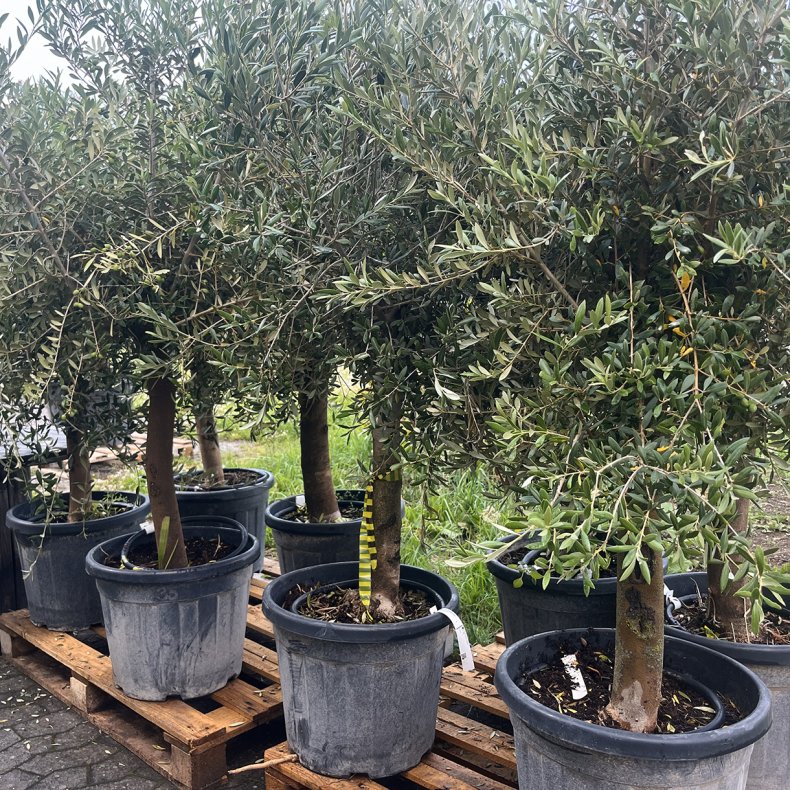 Oliventr (Olea europaea), cirka 170 cm, solidt med flot krone