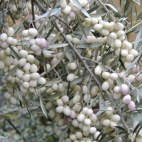 Oliventr�, hvide oliven (Olea europaea leucocarpa), cirka 120-150 cm, ungplante