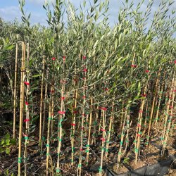 Oliventr�, hvide oliven (Olea europaea leucocarpa), cirka 120-150 cm, ungplante