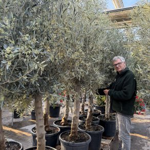 Oliventr� (Olea europaea), 200-275 cm, kraftigt, fyldig krone, gratis levering