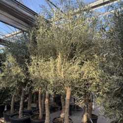 Oliventr� (Olea europaea), 200-275 cm, kraftigt, fyldig krone, gratis levering