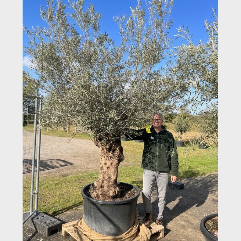 Oliventr� (Olea europaea), 250-300 cm, meget gammelt, knudret og tyk stamme