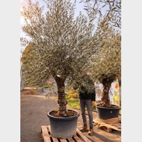 Oliventr� (Olea europaea), gammelt nr. 15, cirka 250 cm, knudret og tyk stamme