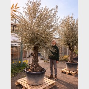 Oliventr� (Olea europaea), gammelt nr. 17, cirka 250 cm, knudret og tyk stamme