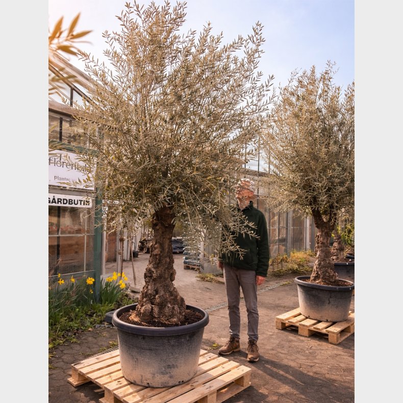 Oliventr� (Olea europaea), gammelt nr. 17, cirka 250 cm, knudret og tyk stamme