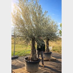 Oliventr� (Olea europaea), gammelt nr. 17, cirka 250 cm, knudret og tyk stamme