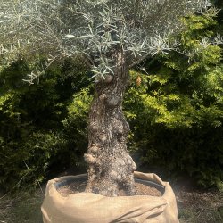 Oliventr (Olea europaea), 250-300 cm, meget gammelt, knudret og tyk stamme