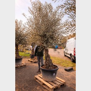 Oliventr� (Olea europaea), gammelt nr. 22, cirka 250 cm, knudret og tyk stamme