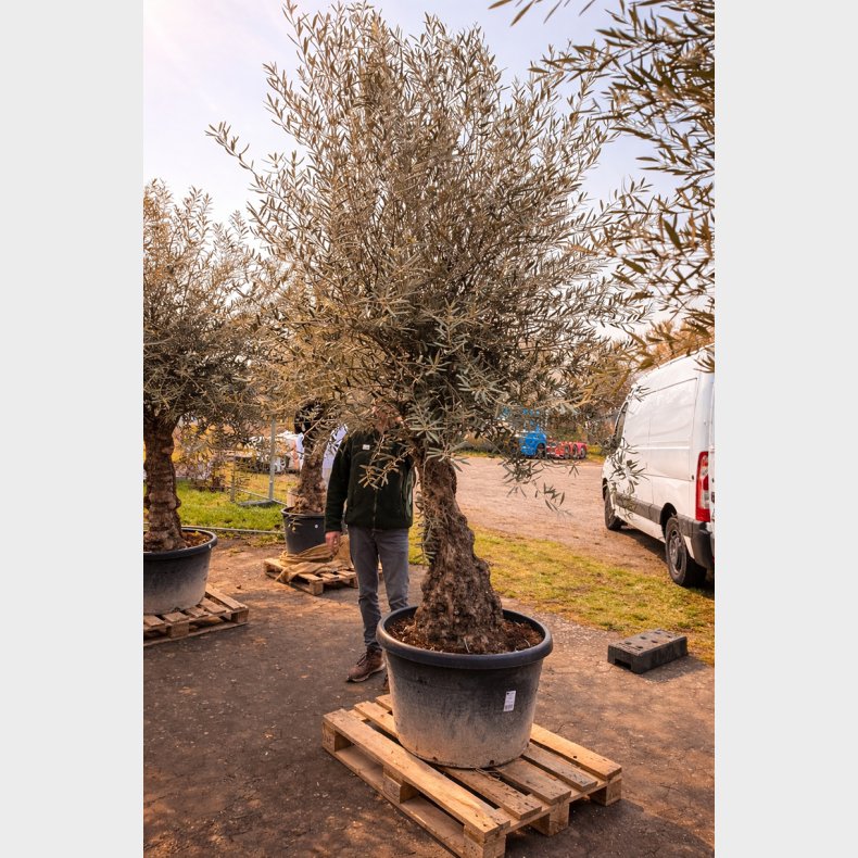Oliventr� (Olea europaea), gammelt nr. 22, cirka 250 cm, knudret og tyk stamme