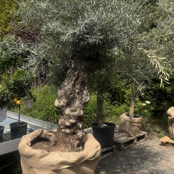 Oliventr (Olea europaea), 250-300 cm, meget gammelt, knudret og tyk stamme