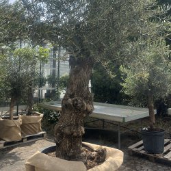 Oliventr (Olea europaea), 250-300 cm, meget gammelt, knudret og tyk stamme