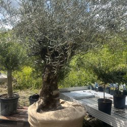 Oliventr (Olea europaea), 250-300 cm, meget gammelt, knudret og tyk stamme