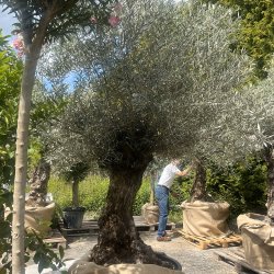 Oliventr (Olea europaea), 250-300 cm, meget gammelt, knudret og tyk stamme