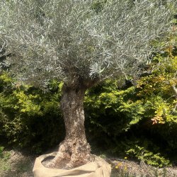 Oliventr (Olea europaea), 250-300 cm, meget gammelt, knudret og tyk stamme