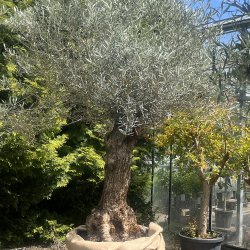 Oliventr (Olea europaea), 250-300 cm, meget gammelt, knudret og tyk stamme