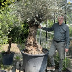 Oliventr (Olea europaea), 250-300 cm, meget gammelt, knudret og tyk stamme