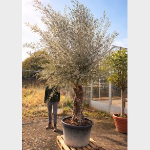 Oliventr� (Olea europaea), gammelt nr. 9, cirka 250 cm, knudret og tyk stamme